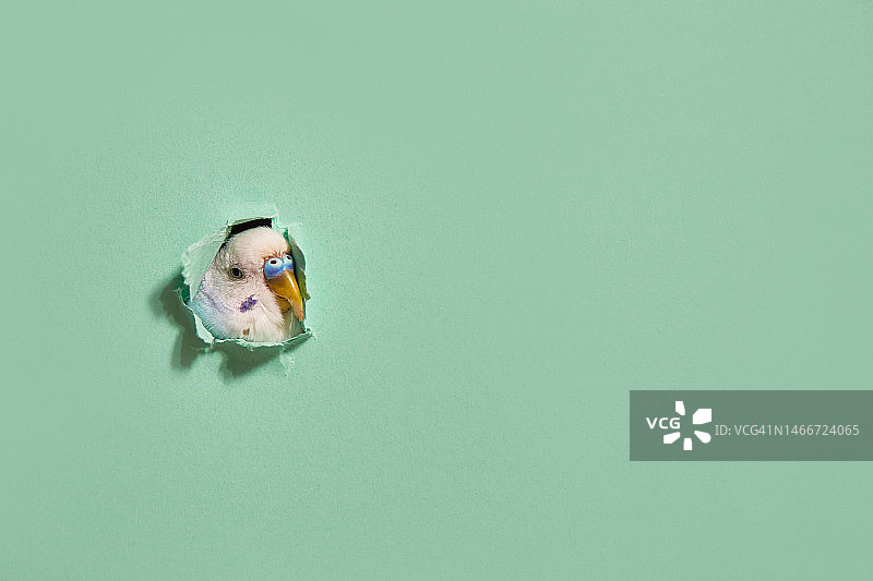 从绿纸洞中探出头来的虎皮鹦鹉，热门图片，俄罗斯图片素材