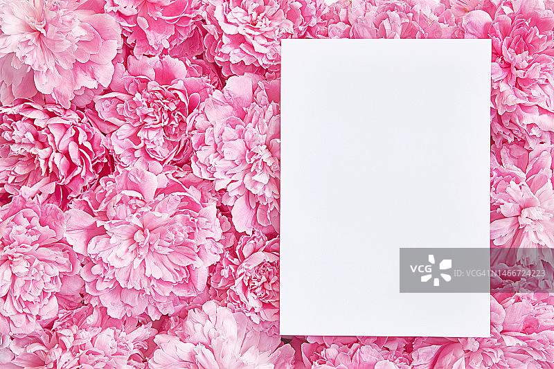 花卉粉色背景上的白色纸张贺卡图片素材