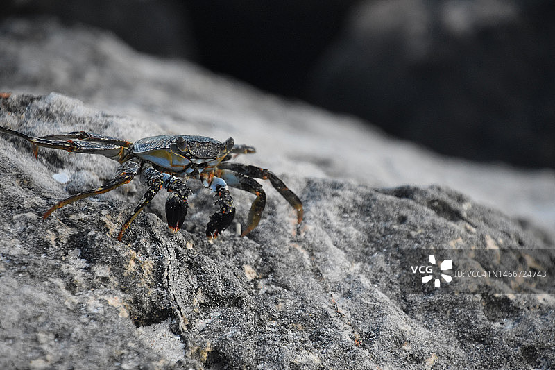 阿鲁巴岛风化岩石上的软壳蟹图片素材