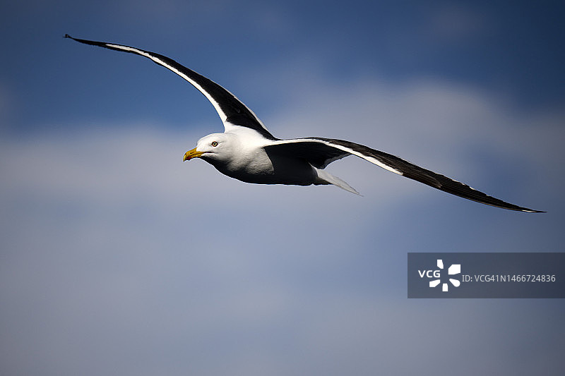 挪威天空海鸥飞翔低角度视图图片素材