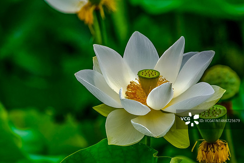 美国白色睡莲的特写图片素材