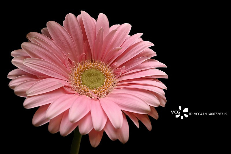 粉色雏菊特写，意大利维罗纳，黑色背景图片素材