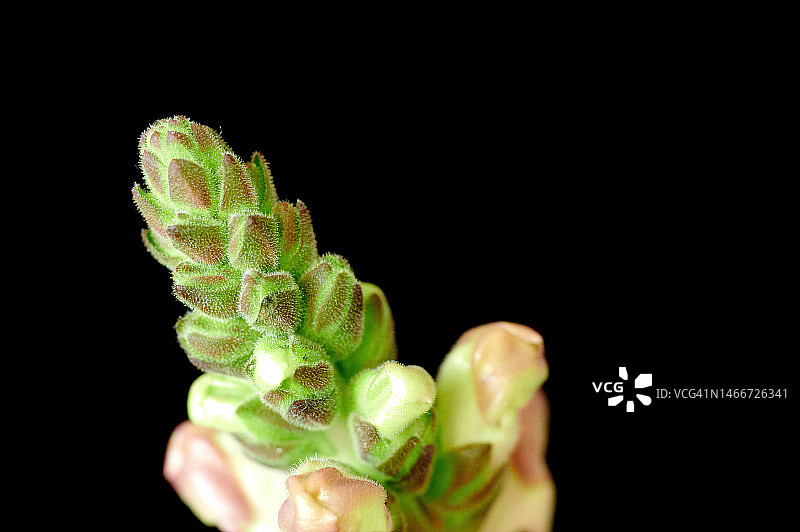 在黑色背景下手持植物的特写，意大利维罗纳图片素材