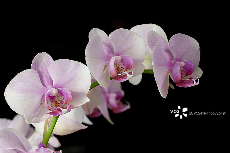 黑色背景下的粉色兰花特写，维罗纳，意大利图片素材