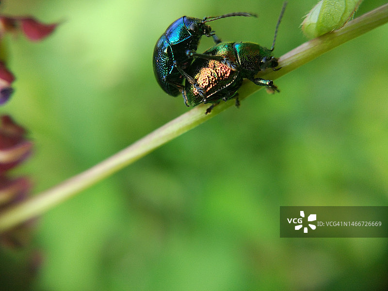 印度尼西亚植物上的昆虫特写图片素材