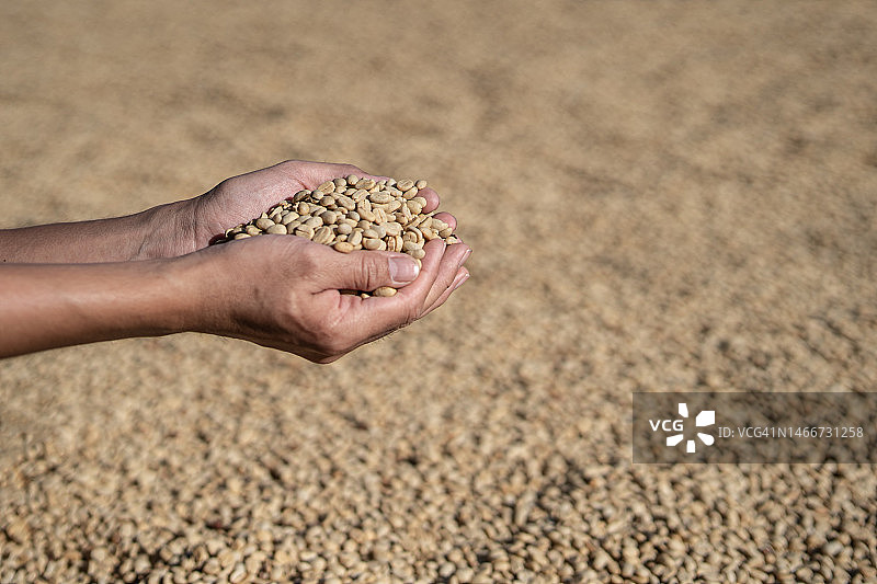 手上的咖啡豆，泰国清莱的干燥过程图片素材