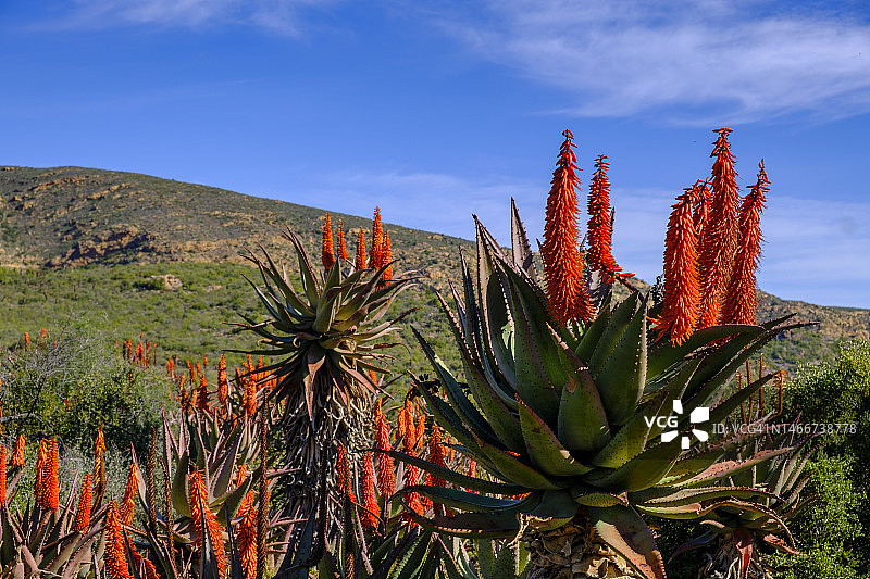 南非西开普省芦荟图片素材