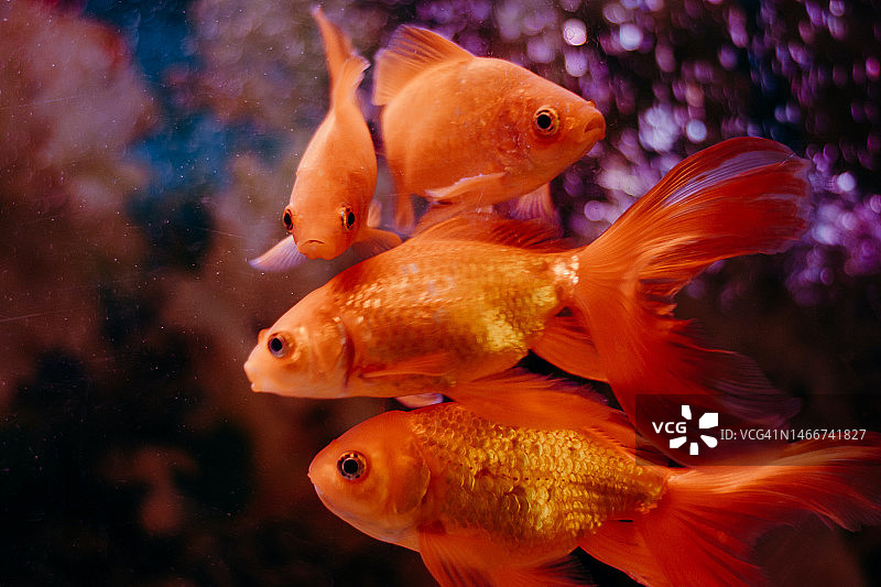 特写：金鱼在水族箱中游泳图片素材