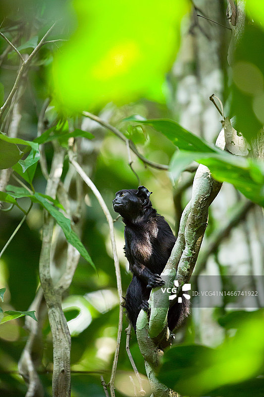 巴西栖息在树枝上的鸟类特写图片素材