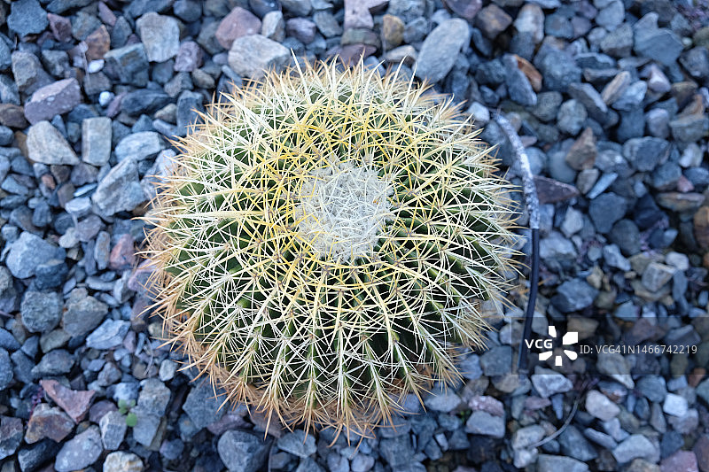 美国亚利桑那州鹅卵石堆上的鹅卵石俯视照片图片素材