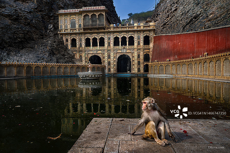 印度斋浦尔格尔达吉猴庙图片素材