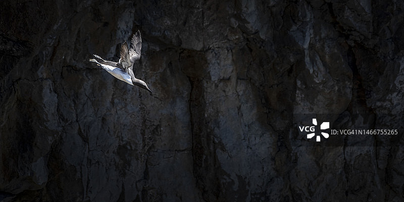 飞过山脉的普通海鸠图片素材