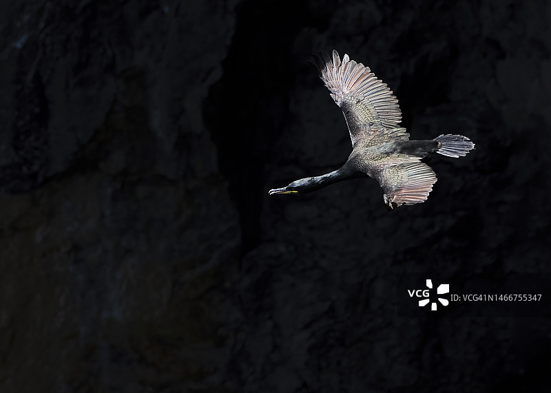 黑墙边飞翔的海鸠图片素材