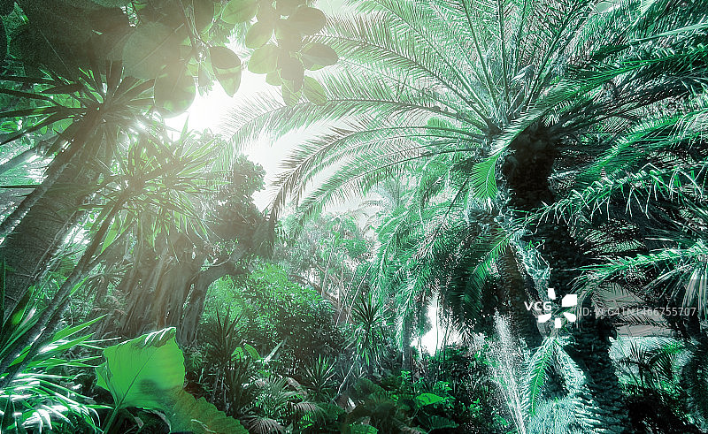 鲜艳色彩的热带棕榈树合成图图片素材