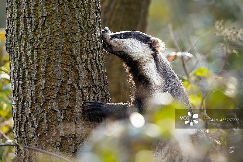 欧洲獾（Meles meles）图片素材