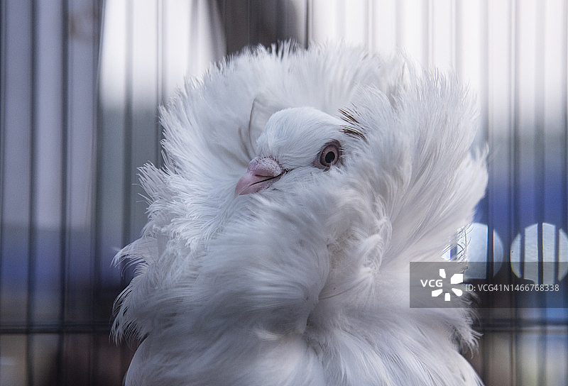 雅各宾品种鸽图片素材