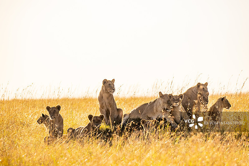 狮子一家在肯尼亚国家公园的草地上放松图片素材