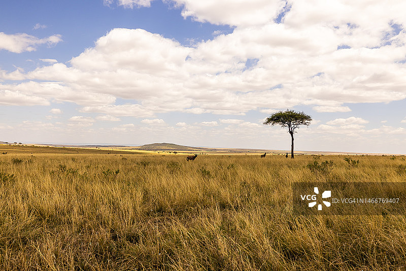 金合欢树与宁静风景下的天空图片素材