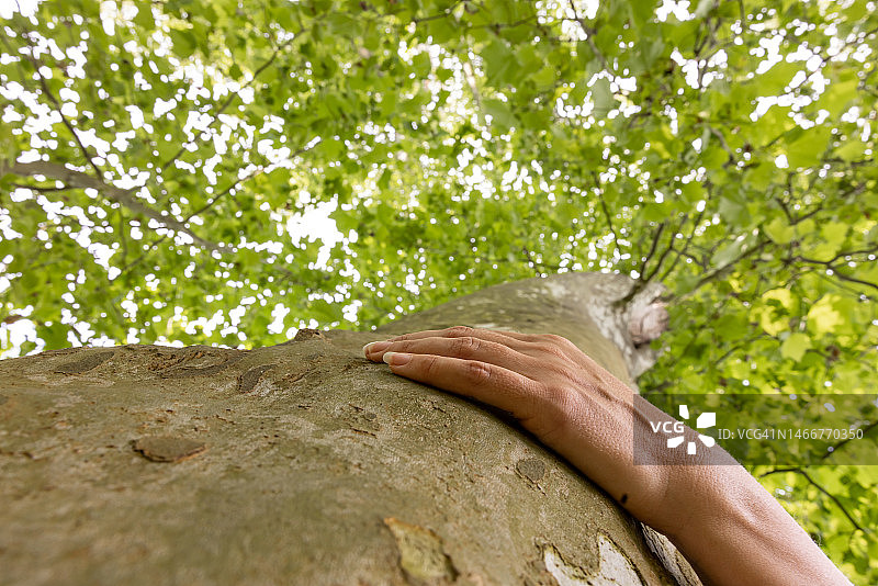 女人在森林里拥抱树干图片素材