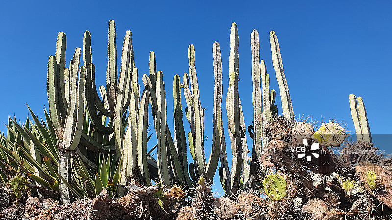 沙漠地区的大型仙人掌植物图片素材