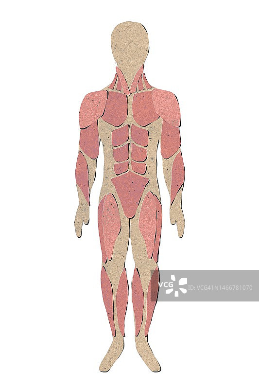 纸质男性肌肉插画图片素材