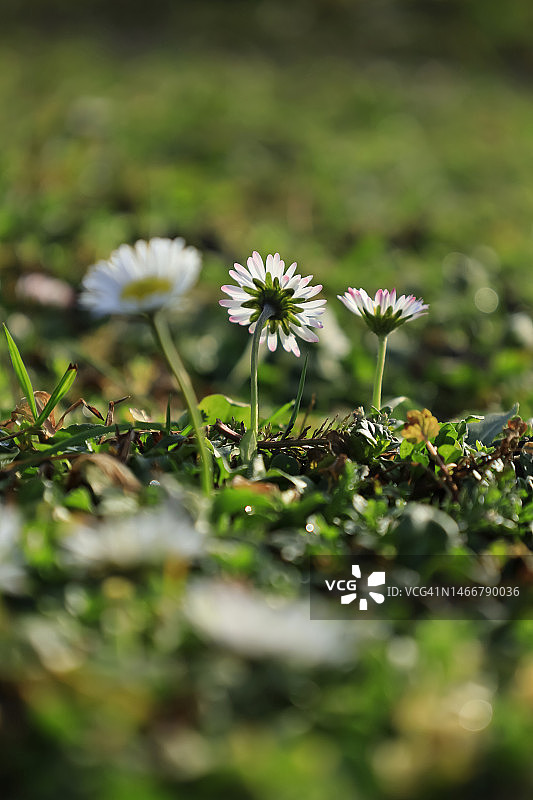 春天盛开的雏菊图片素材