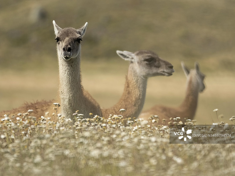 智利原驼图片素材