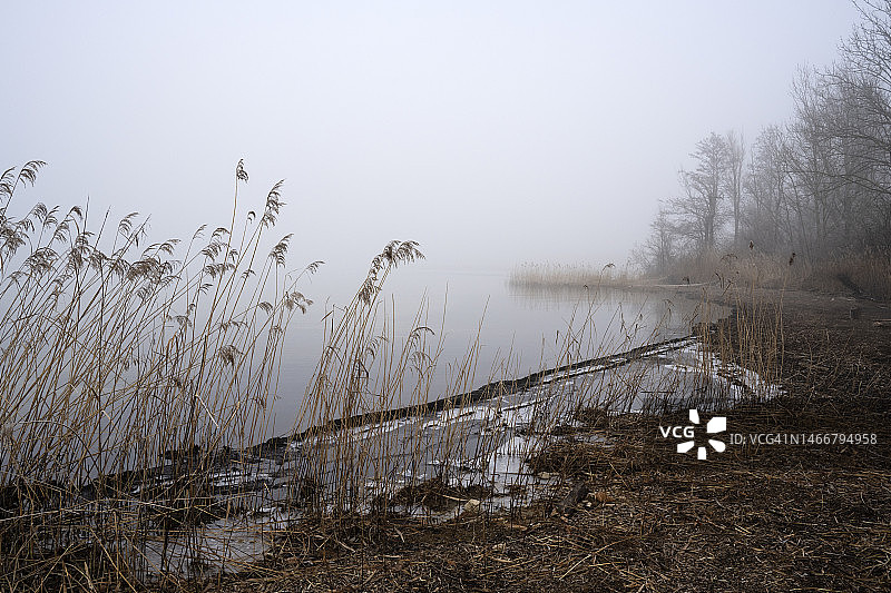 哈格内克运河注入比尔湖口的芦苇植物图片素材