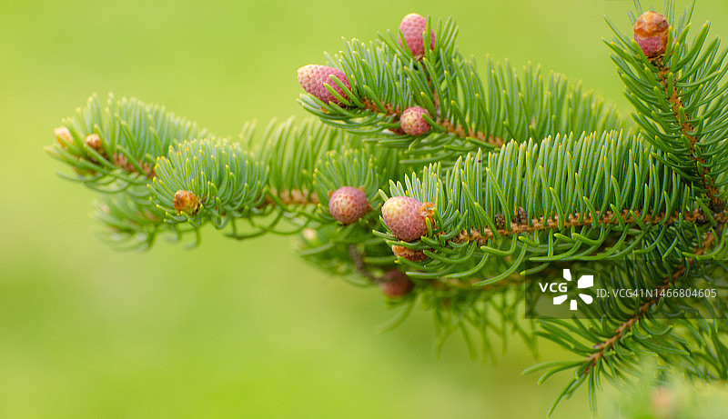带有幼芽的松树枝图片素材