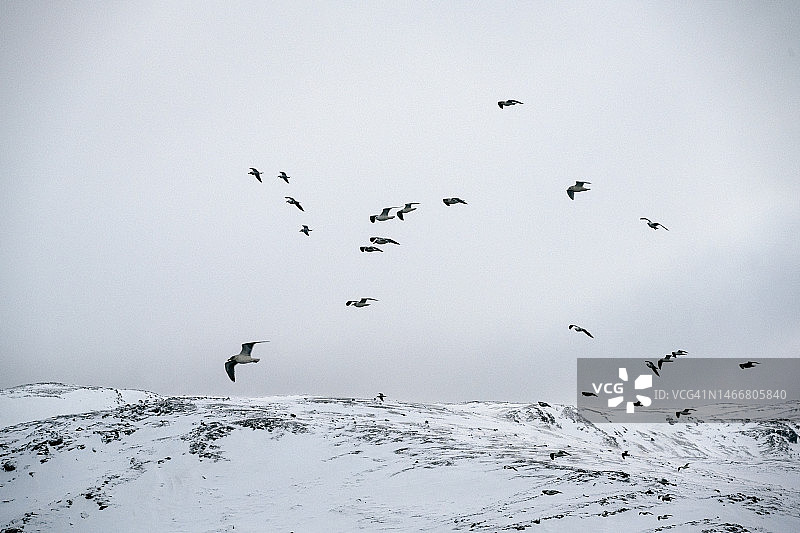 斯卡斯瓦格峡湾飞翔的海鸥群图片素材