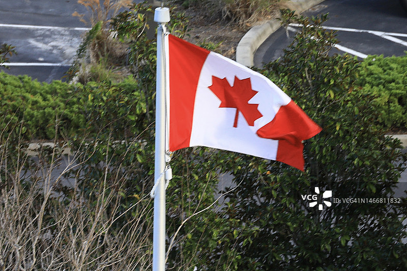 加拿大国旗在旗杆上飘扬图片素材