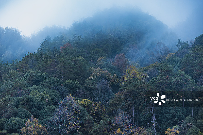 雾天山林图片素材