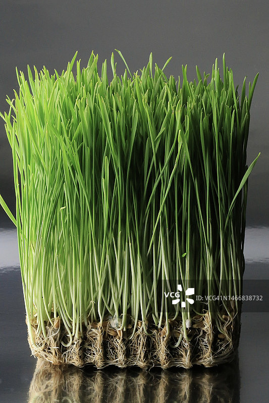 小麦草超级食品图片素材