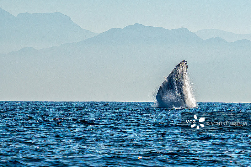 晴朗的一天，在墨西哥巴亚尔塔港附近太平洋的班德拉斯湾，雄性座头鲸跃出水面图片素材