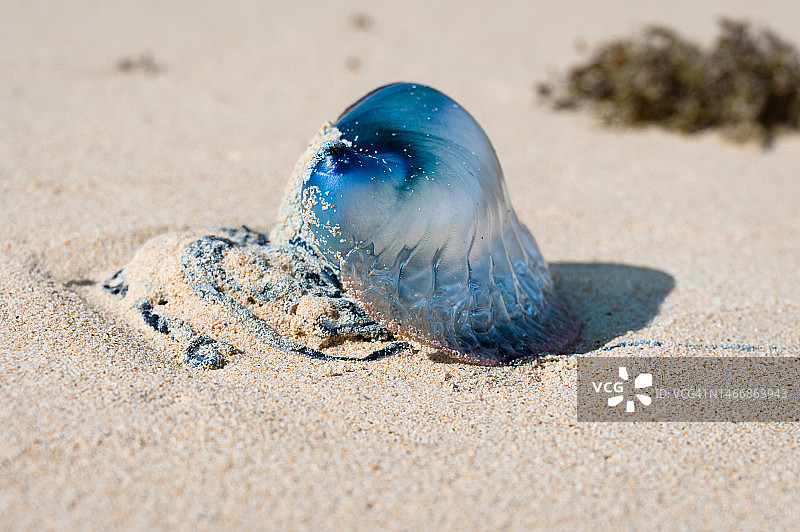冲上百慕大海滩的葡萄牙战舰水母(Physalia physalis)图片素材
