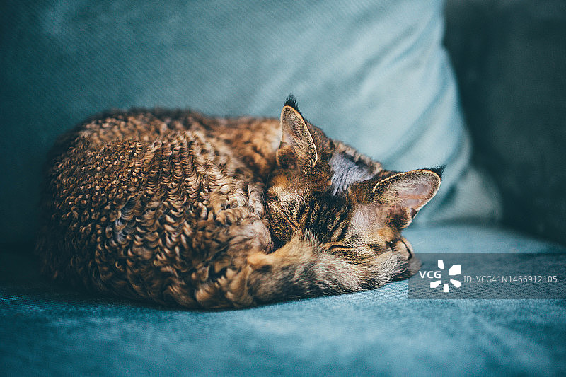 小猫在沙发上睡觉图片素材