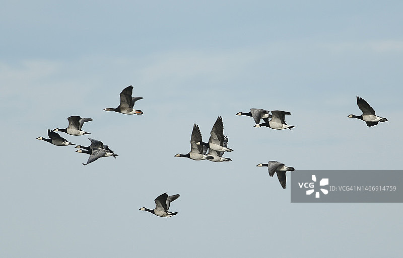 在蓝天下飞翔的一群白额雁图片素材