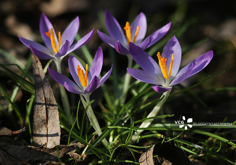 英国冬季林地中的番红花图片素材