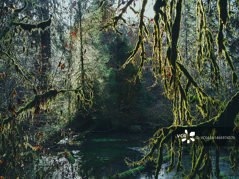 奥林匹克国家公园迷人的霍河雨林图片素材