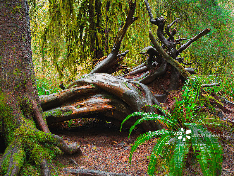 奥林匹克国家公园霍雨林的苔藓大厅图片素材