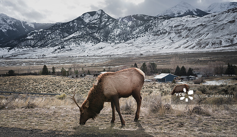 在黄石荒野中自由漫步的麋鹿图片素材