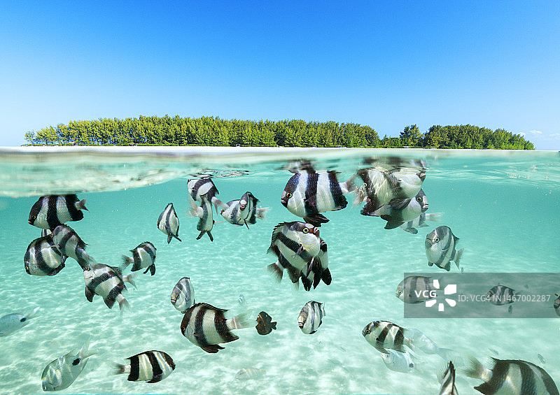 异国情调的泻湖中的热带鱼图片素材