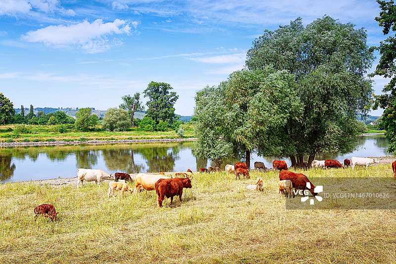 夏季河流附近的牧场上的奶牛图片素材