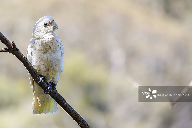 栖息的小葵花凤头鹦鹉图片素材