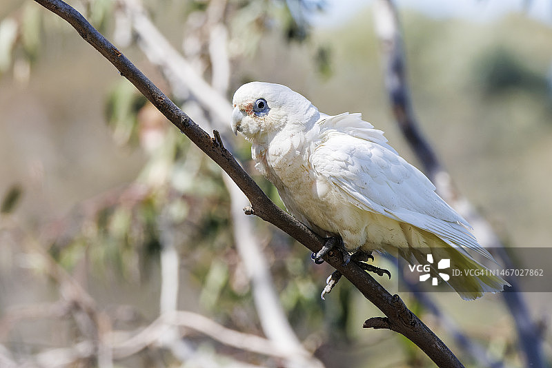 栖息的小葵花凤头鹦鹉图片素材