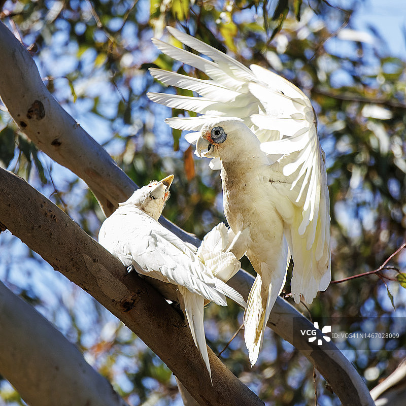 顽皮的小葵花凤头鹦鹉图片素材