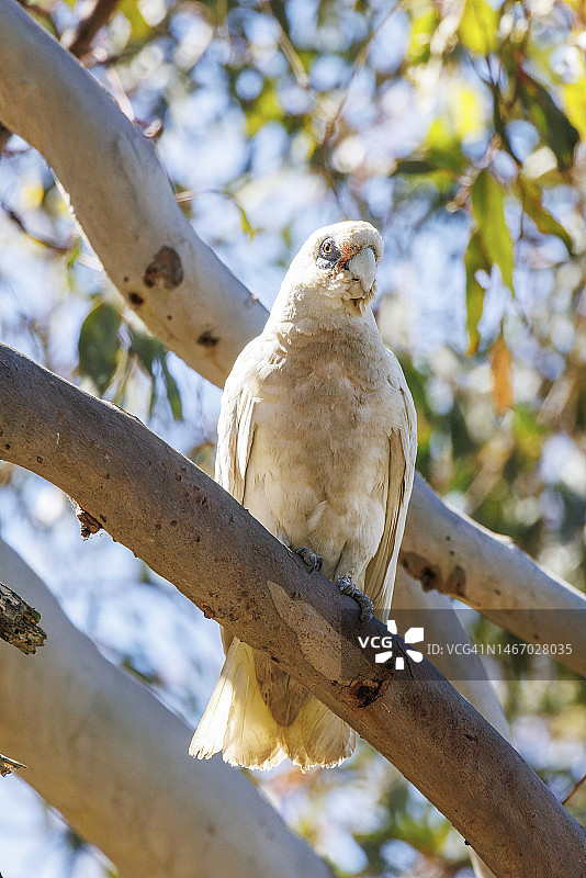 栖息的小葵花凤头鹦鹉图片素材
