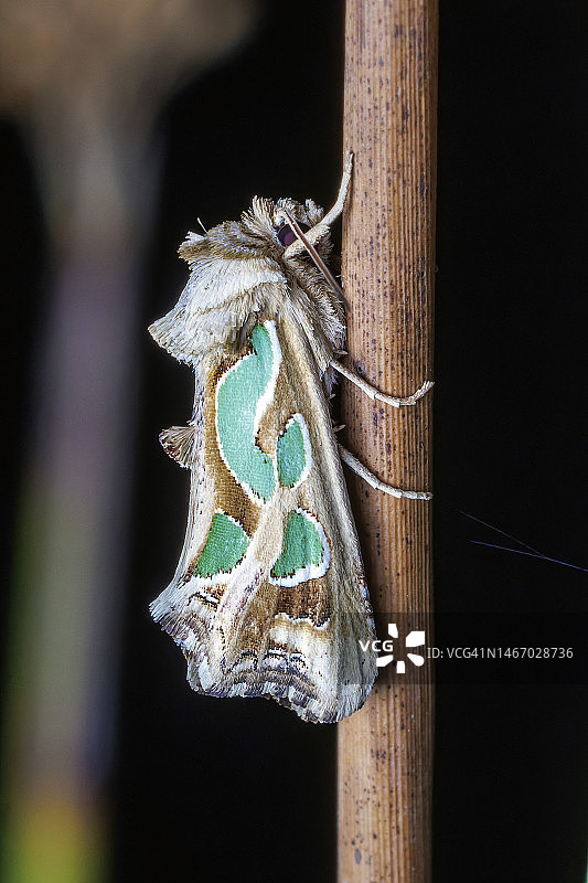 绿斑蛾图片素材