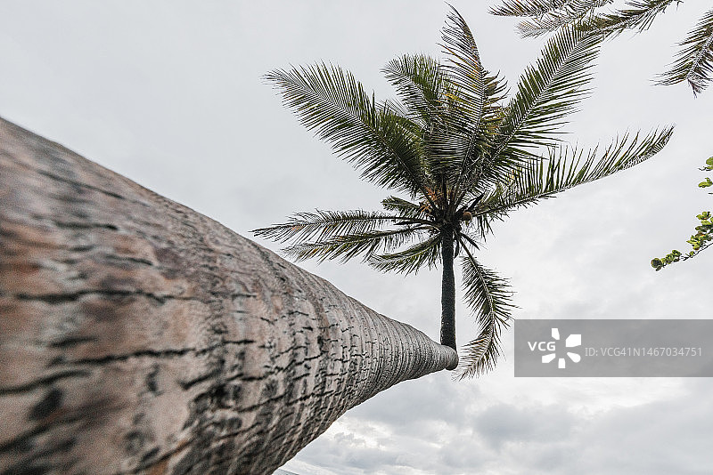 仰视视角拍摄的形状奇特的棕榈树，位于印度尼西亚巴厘岛苍古的帕苏海滩图片素材