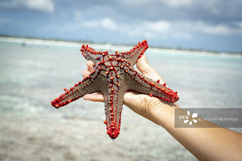 孩子浮潜后拿着彩色海星图片素材